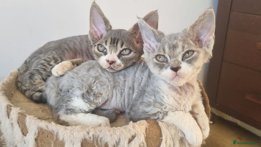 Devon Rex cats for sale: Three lovely brothers and sister - Advert 6