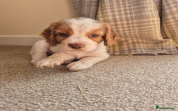 Cocker Spaniel dogs for sale: 1 beautiful Girl left ready to start her education in Salisbury - Image 23