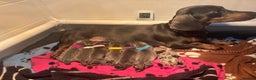 Miniature Dachshund dogs for sale: Blue & Tan Miniature Dachshund  - Advert 4