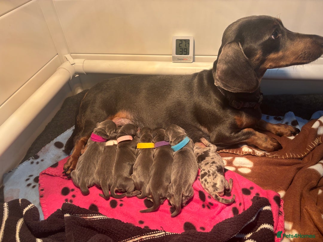 Miniature Dachshund dogs for sale: Blue & Tan Miniature Dachshund  - Advert 4