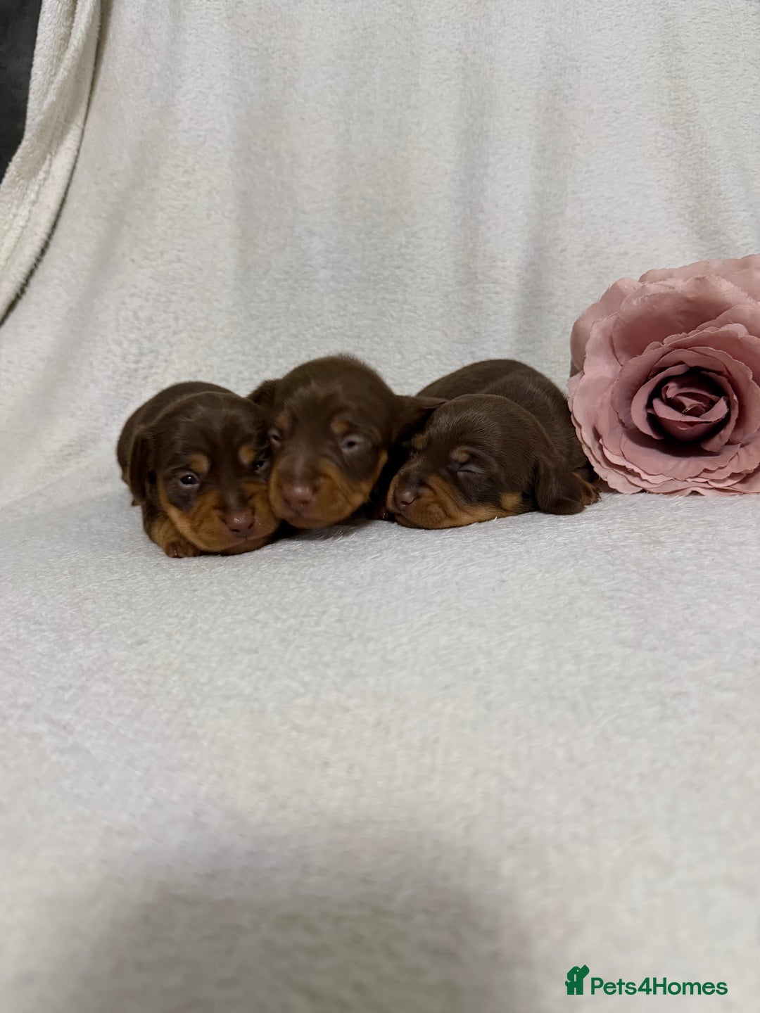 Miniature Dachshund dogs for sale: Stunning minature dachshunds  - Advert 12