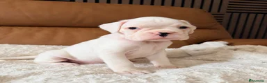 Boxer Puppy 5
