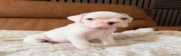 Boxer dogs for sale: Kc Beautiful white girl boxer puppy   - Advert 3