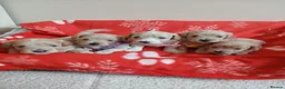 Maltipoo dogs for sale: Gorgeous maltipoos - Advert 18