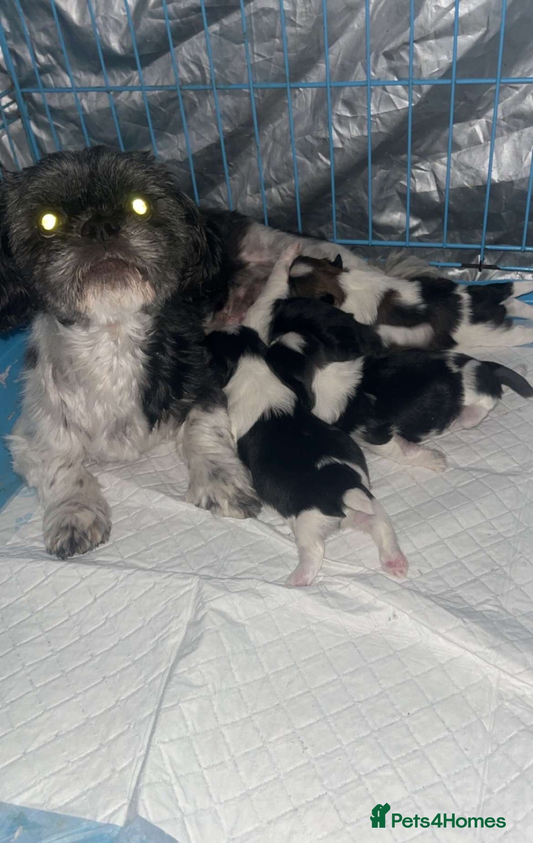 Shih Tzu dogs for sale: Shih tzu  - Image 3