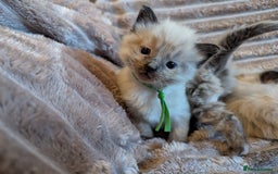Ragdoll cats for sale: One beautiful Seal mink Ragdoll boy left - Image 1