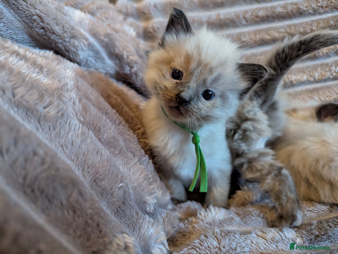 Ragdoll cats for sale: One beautiful Seal mink Ragdoll boy left - Image 1