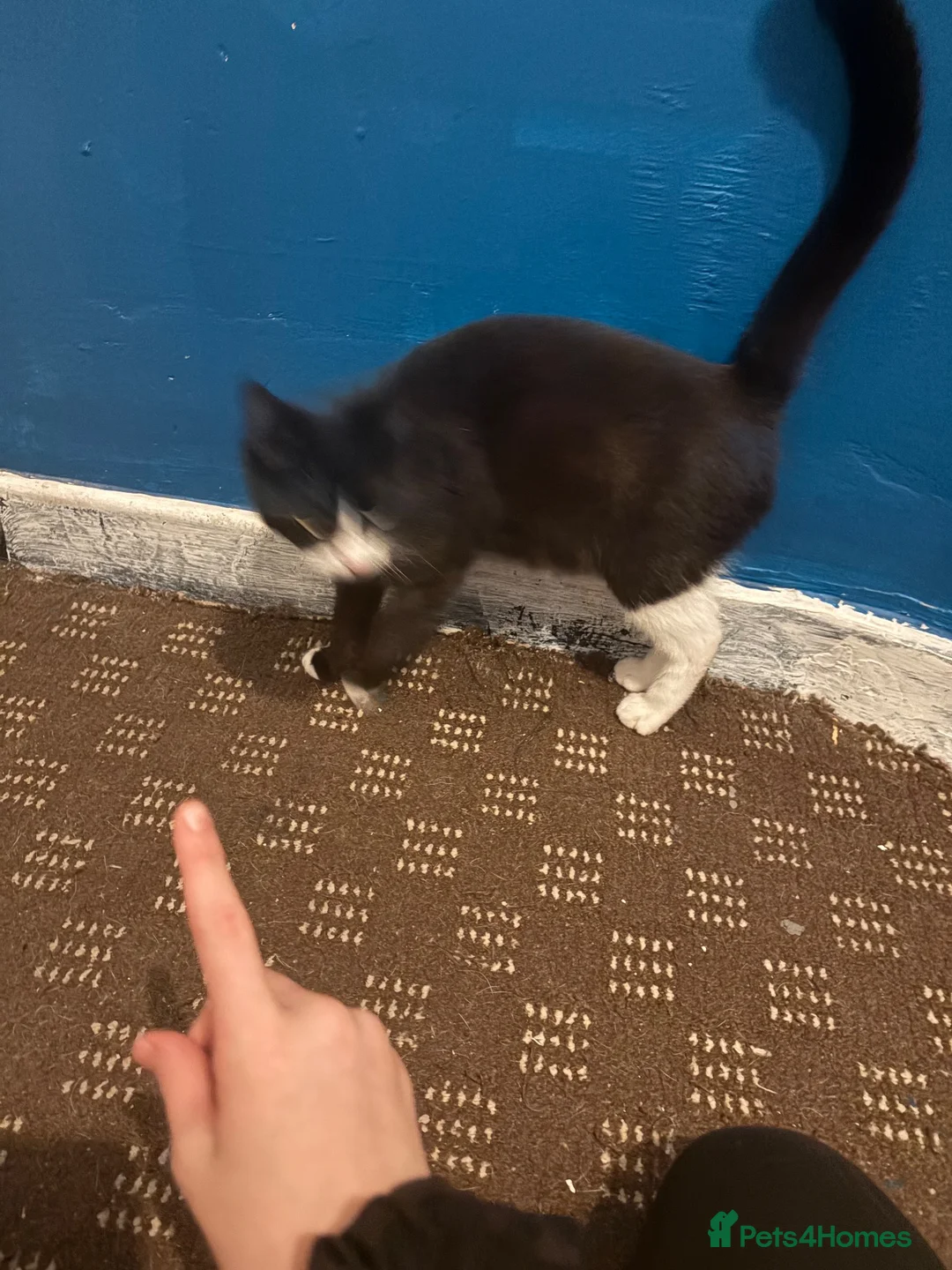 Mixed Breed cats for sale: Sister and brother  - Advert 1