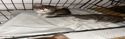 Domestic Shorthair cats for sale: 4 gorgeous male kittens 8weeks - Advert 32
