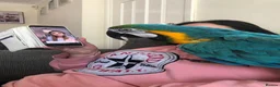 Macaws birds for sale: Nacho Blue and Gold Macaw  in Northampton - Advert 3