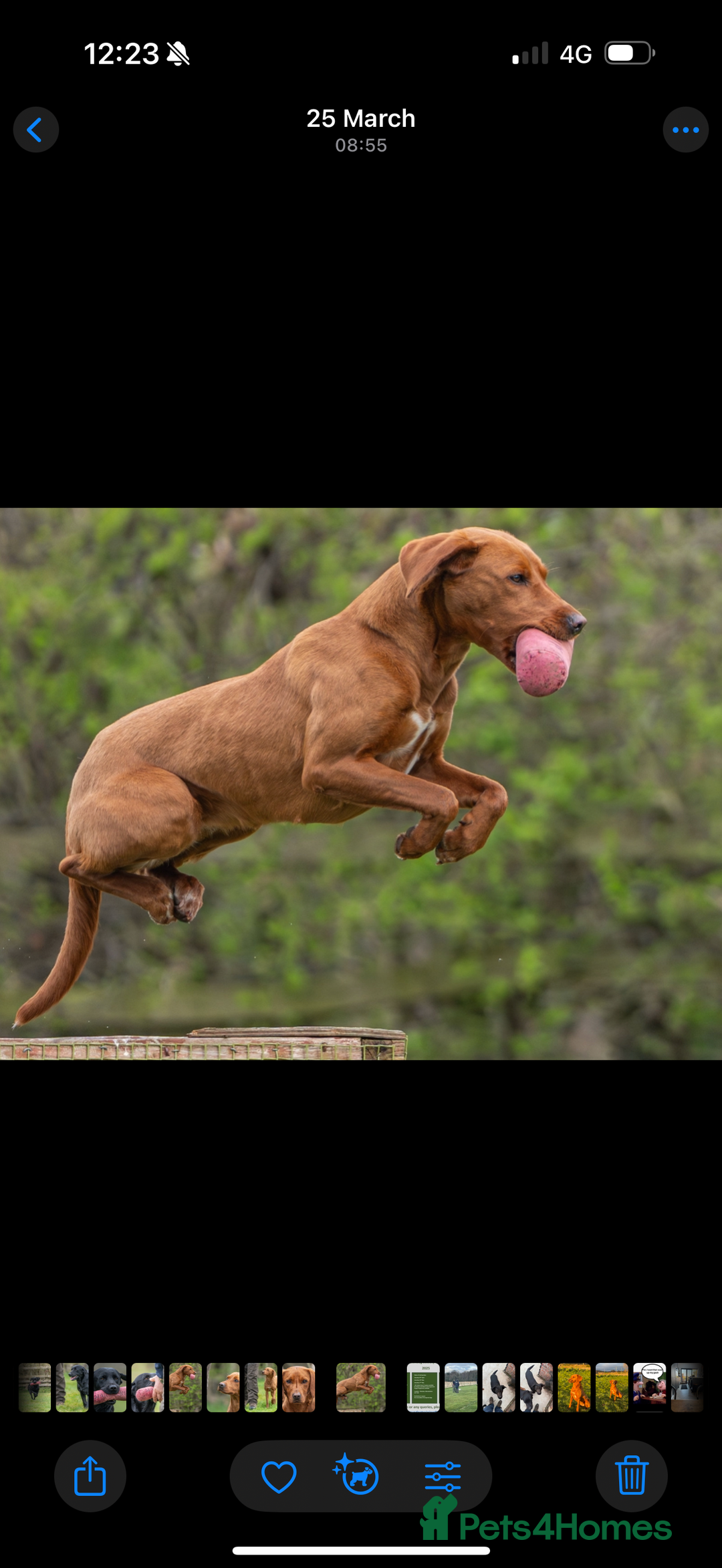 Labrador Retriever dogs for sale: Fully health tested Labrador puppies  - Image 7