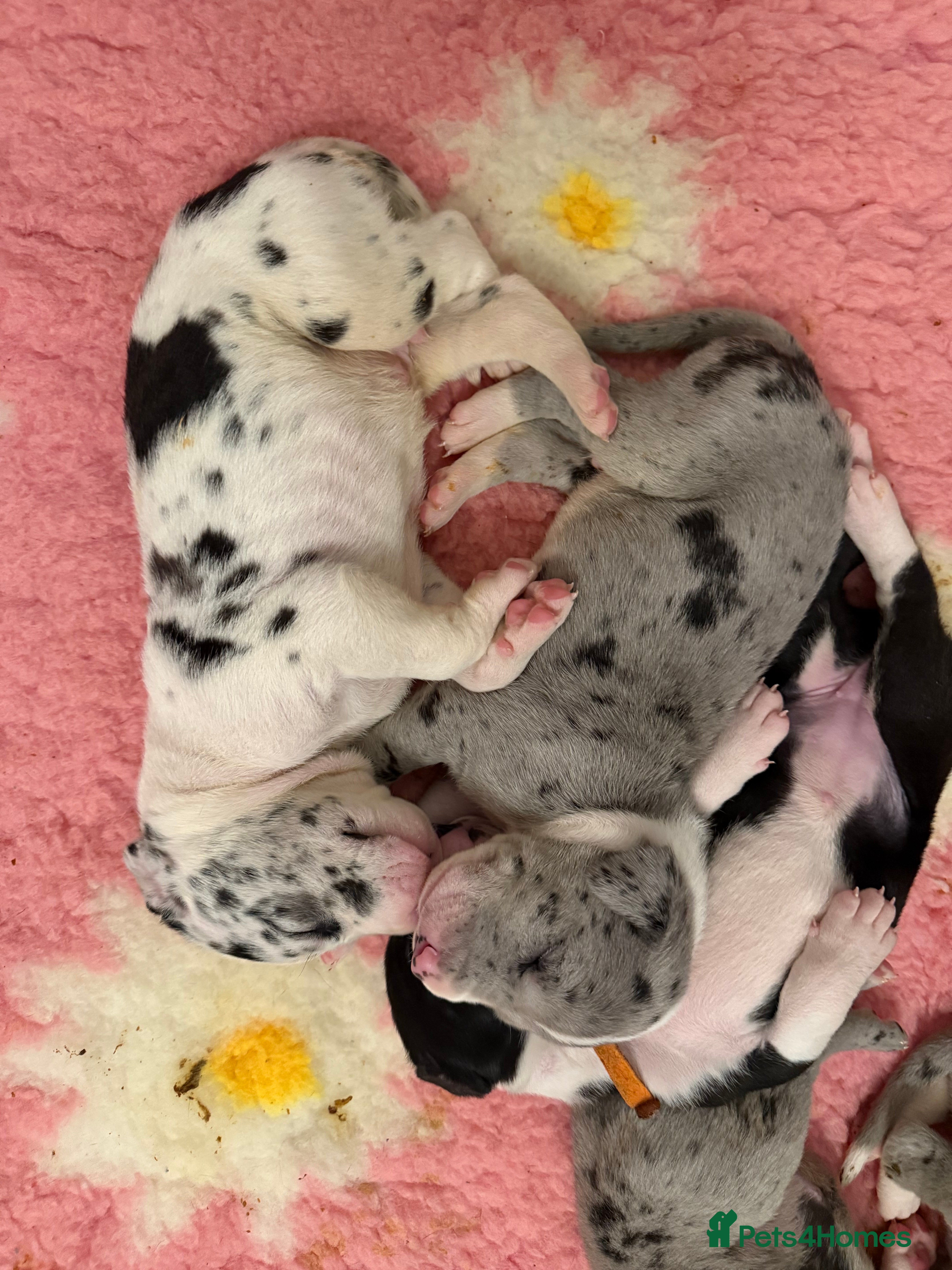 Great Dane dogs Stunning pure bred Great Dane puppies in St. Ives - Advert 1