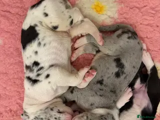 Great Dane dogs Stunning pure bred Great Dane puppies in St. Ives - Advert 1