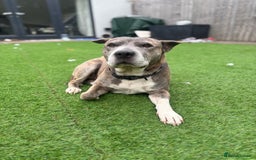 Mixed Breed dogs for sale: Staffy mix for sale  - Image 2