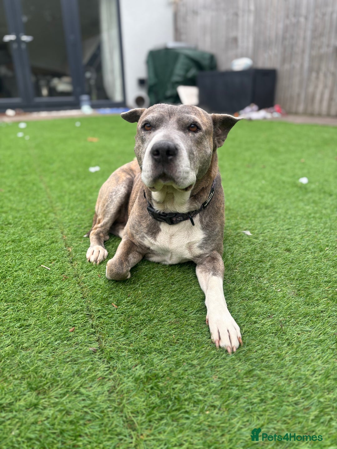 Mixed Breed dogs for sale: Staffy mix for sale  - Image 2