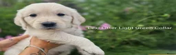 Golden Retriever dogs for sale: Show Line Golden Retriever pups available - Advert 4