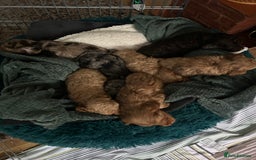 Cockapoo dogs for sale: Beautiful F2 Cockapoo Puppies  - Image 4