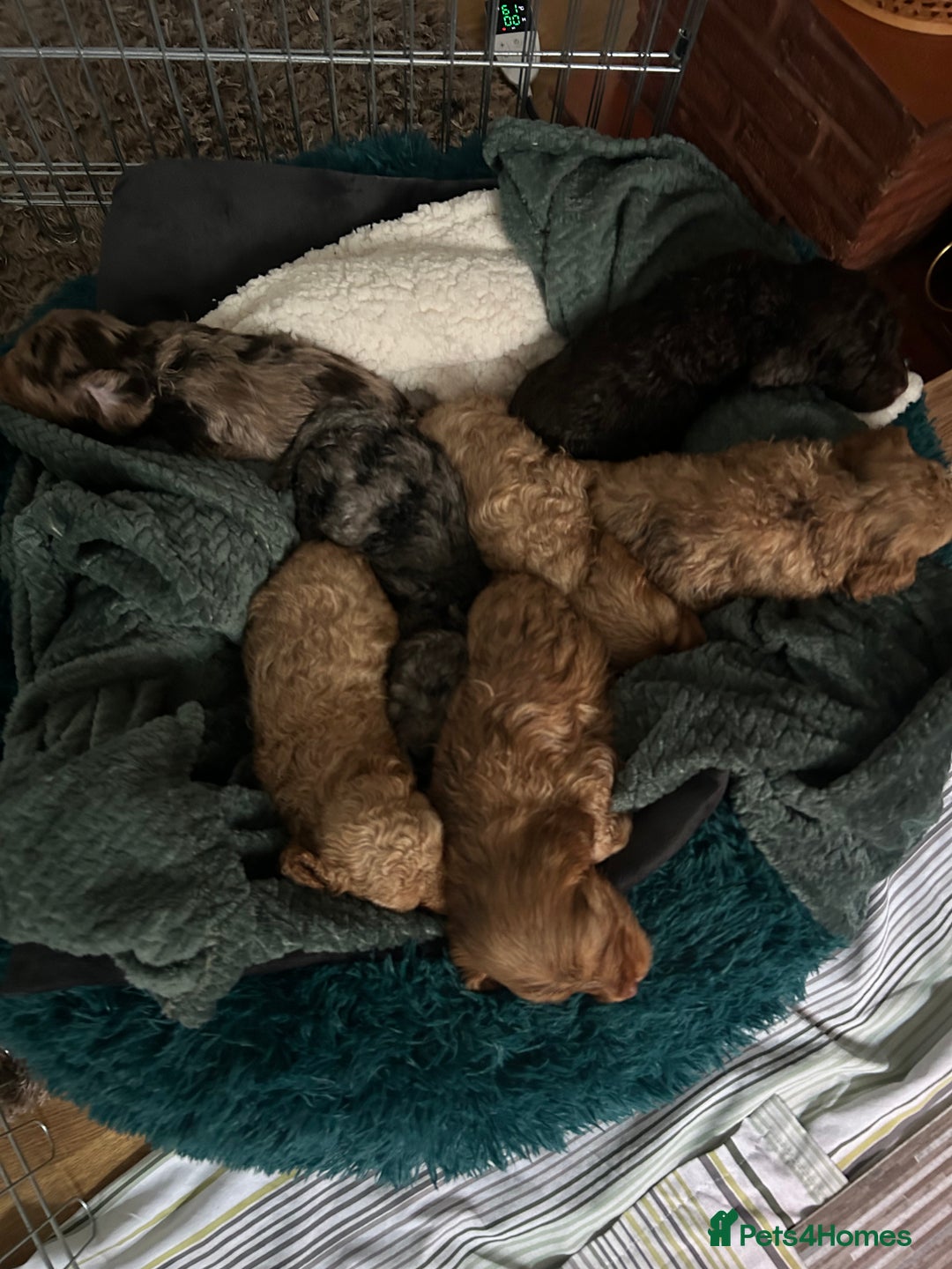 Cockapoo dogs for sale: Beautiful F2 Cockapoo Puppies  - Image 4