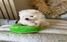 Pomeranian dogs for sale: Outstanding champion bloodline KC reg puppies  - Advert 13