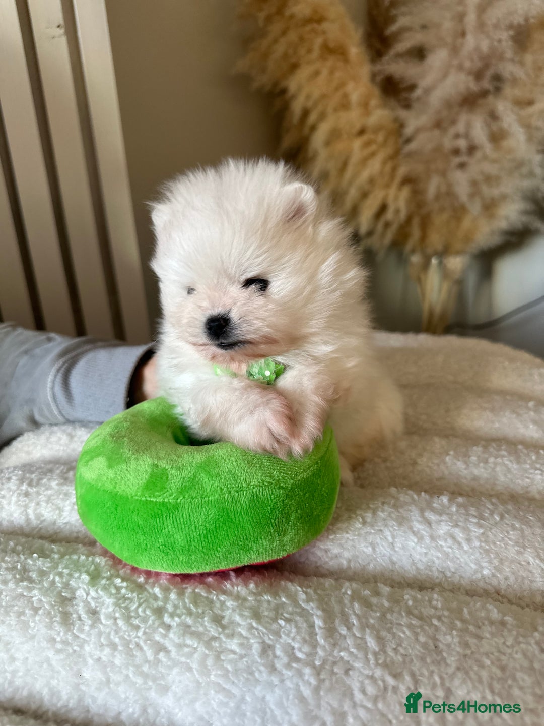 Pomeranian dogs for sale: Outstanding champion bloodline KC reg puppies  - Advert 13
