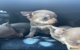 Chihuahua dogs for sale: Stunning KC Chihuahua puppies 🇬🇧 bloodlines - Image 8