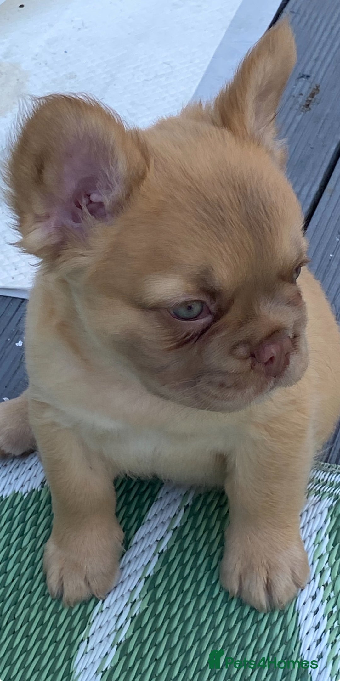 French Bulldog dogs for sale: DNA Health tested 5 🌟 KC fluffy French bulldogs - Image 29