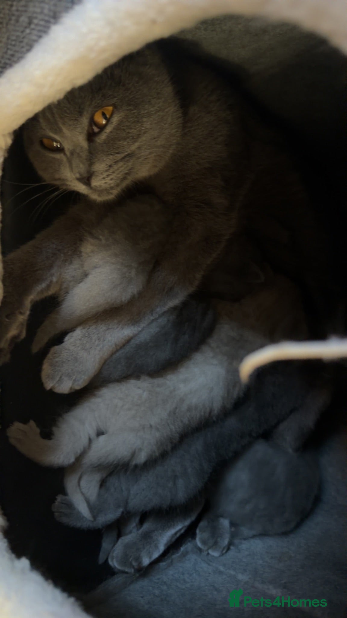 British Shorthair cats 3 female kittens - Advert 1