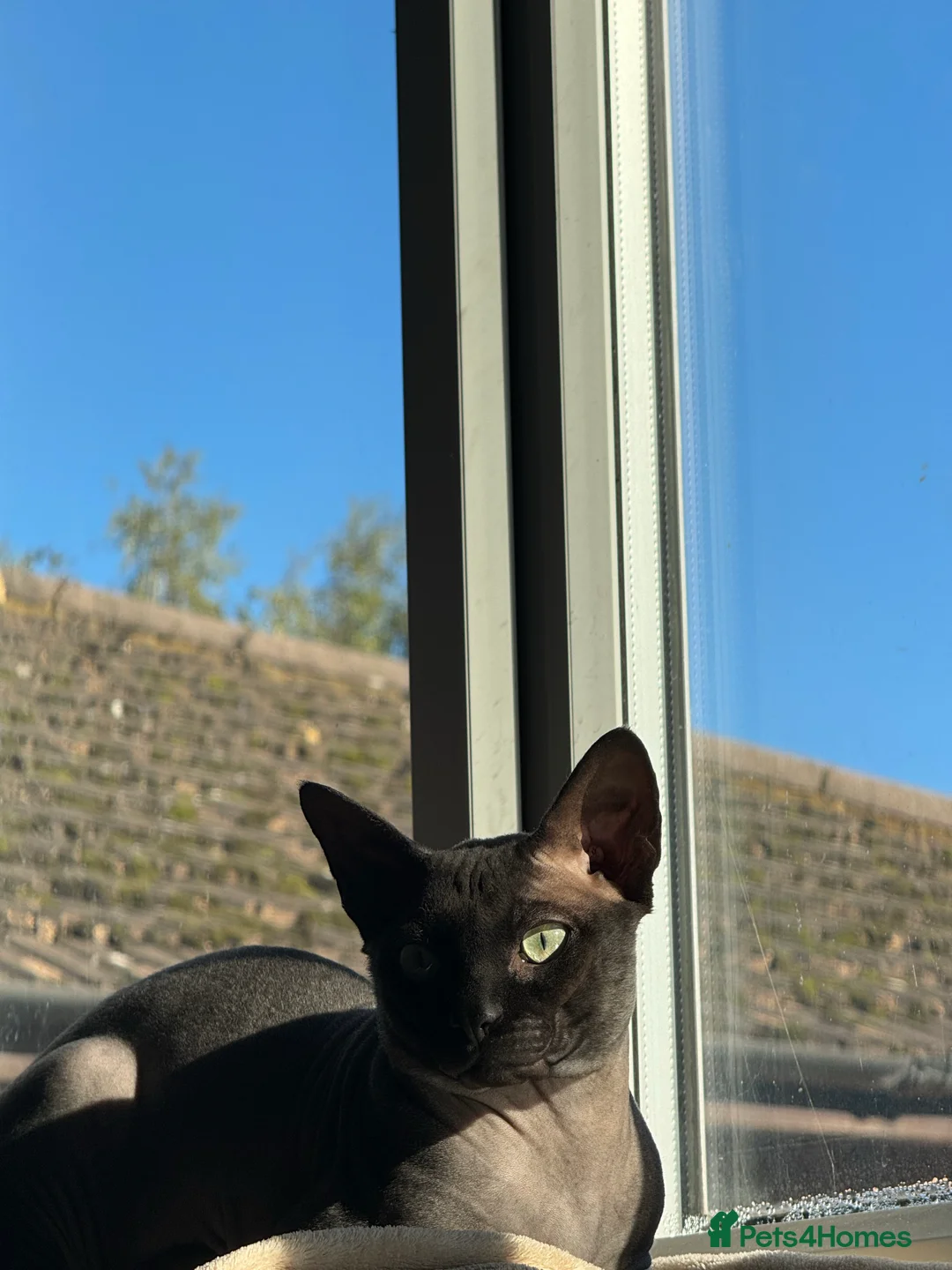Sphynx cats for stud: Young male sphynx cat for stud in Milton Keynes - Advert 6