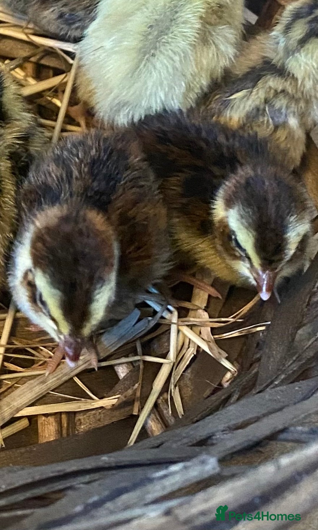 Quail poultry for sale: Day old quails - Image 2
