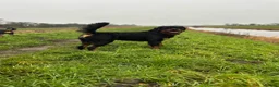 Rottweiler dogs for sale: Stunning Rottweiler Puppies  - Advert 25