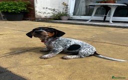 Mixed Breed dogs for sale: 6 stunning jackshund puppies ready to leave now - Image 6