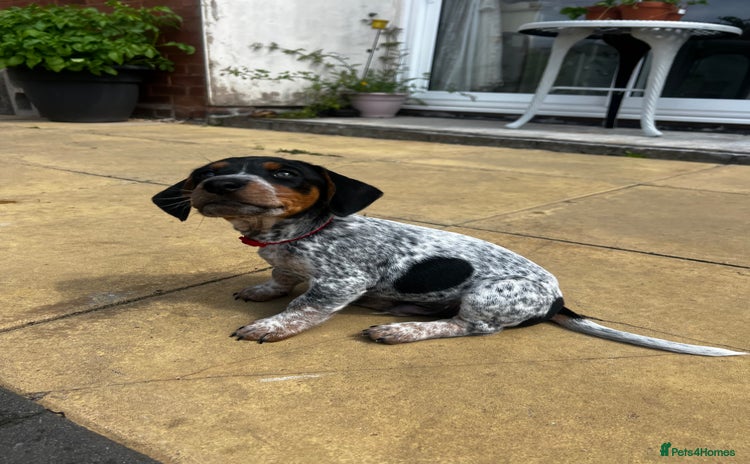 Mixed Breed dogs - Advert 15