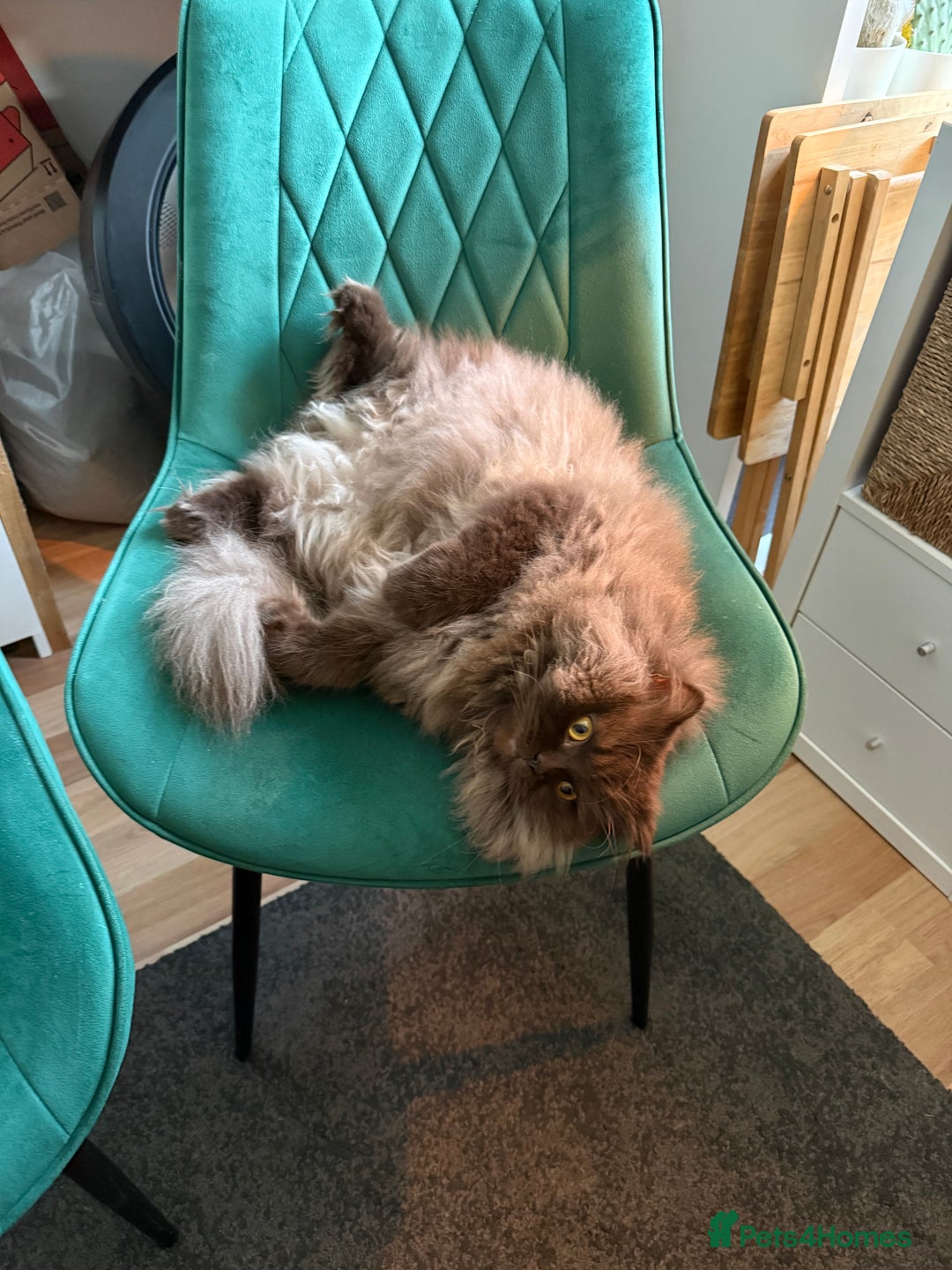 British Longhair cats for sale: British longhair  - Advert 2