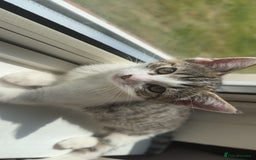 Mixed Breed cats for sale: Long haired Silver tabby and foster kitten - Image 11