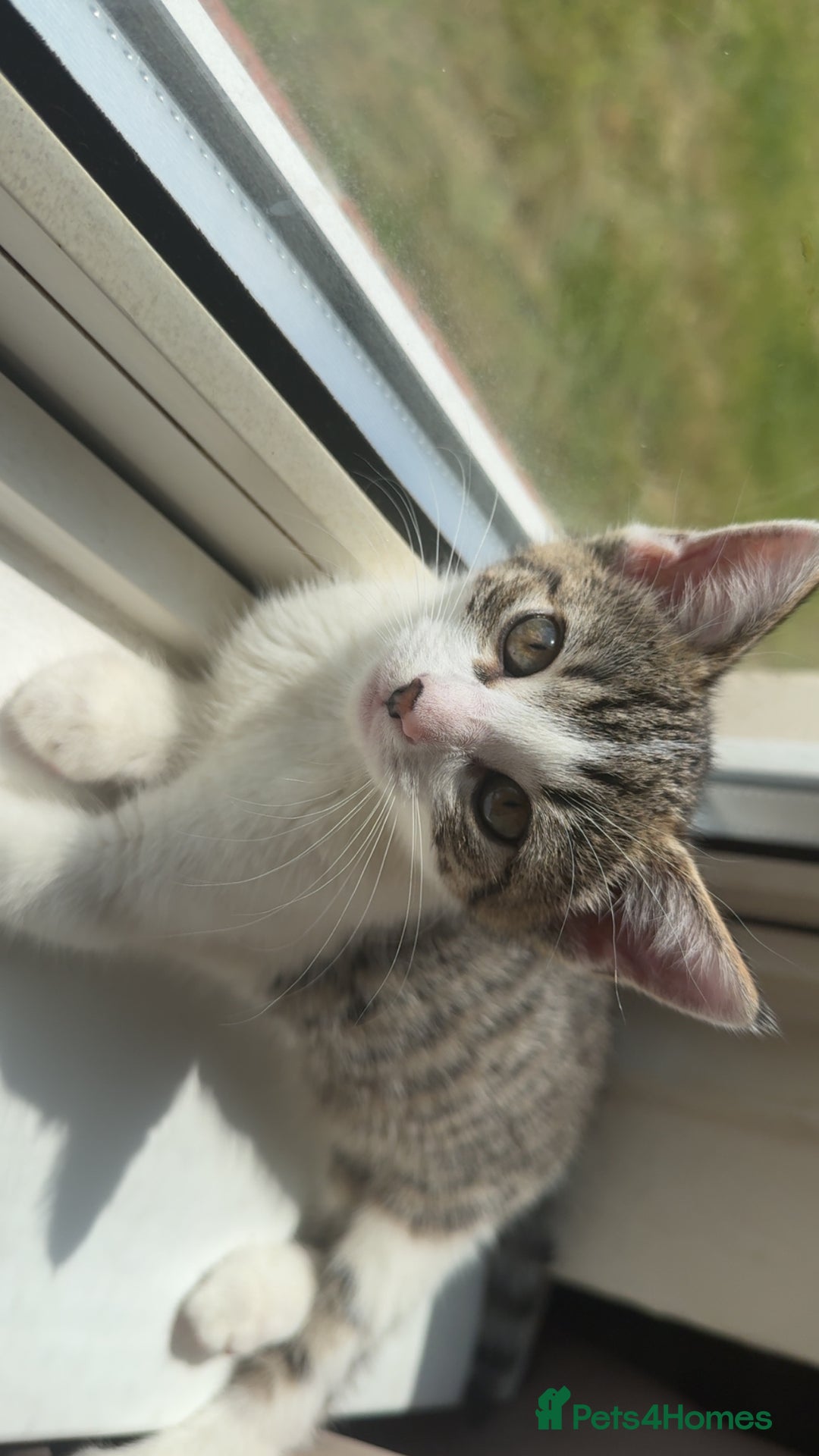 Mixed Breed cats for sale: Long haired Silver tabby and foster kitten - Image 11