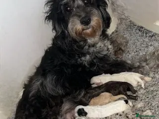 Cockapoo dogs Friendly Cockapoo Puppies Seeking Forever Homes - Advert 11