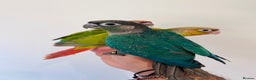 Conures birds for sale: Hand reared conures for sale  - Advert 2