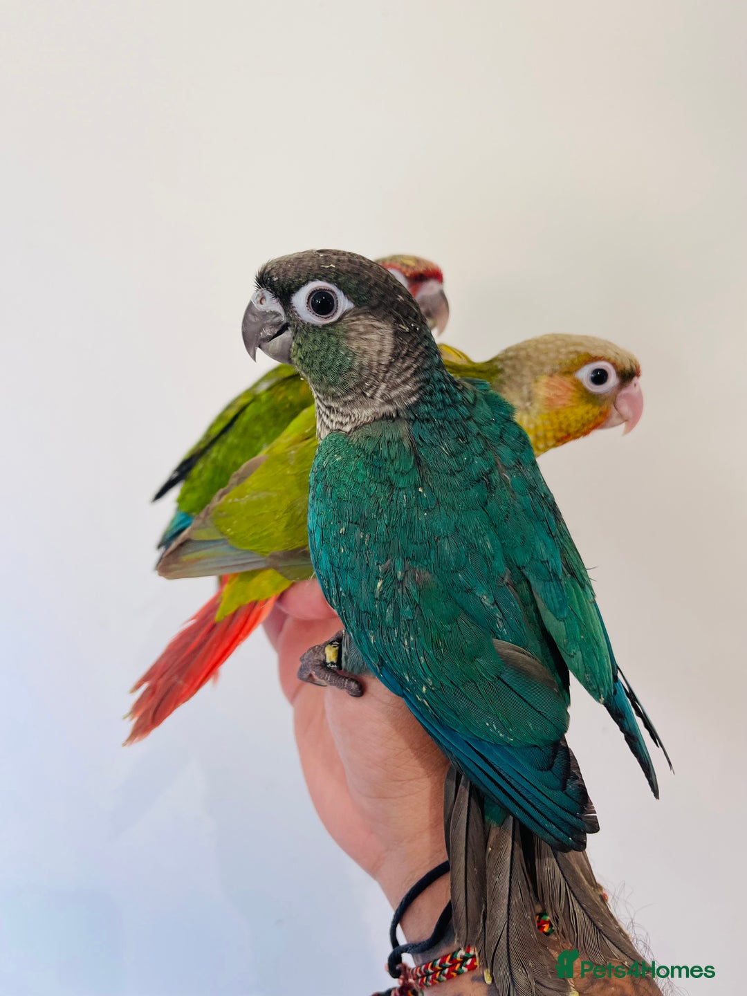 Conures birds for sale: Hand reared conures for sale  - Advert 2