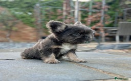 French Bulldog dogs for sale: FLOODLE Male French bulldog pup - Image 4