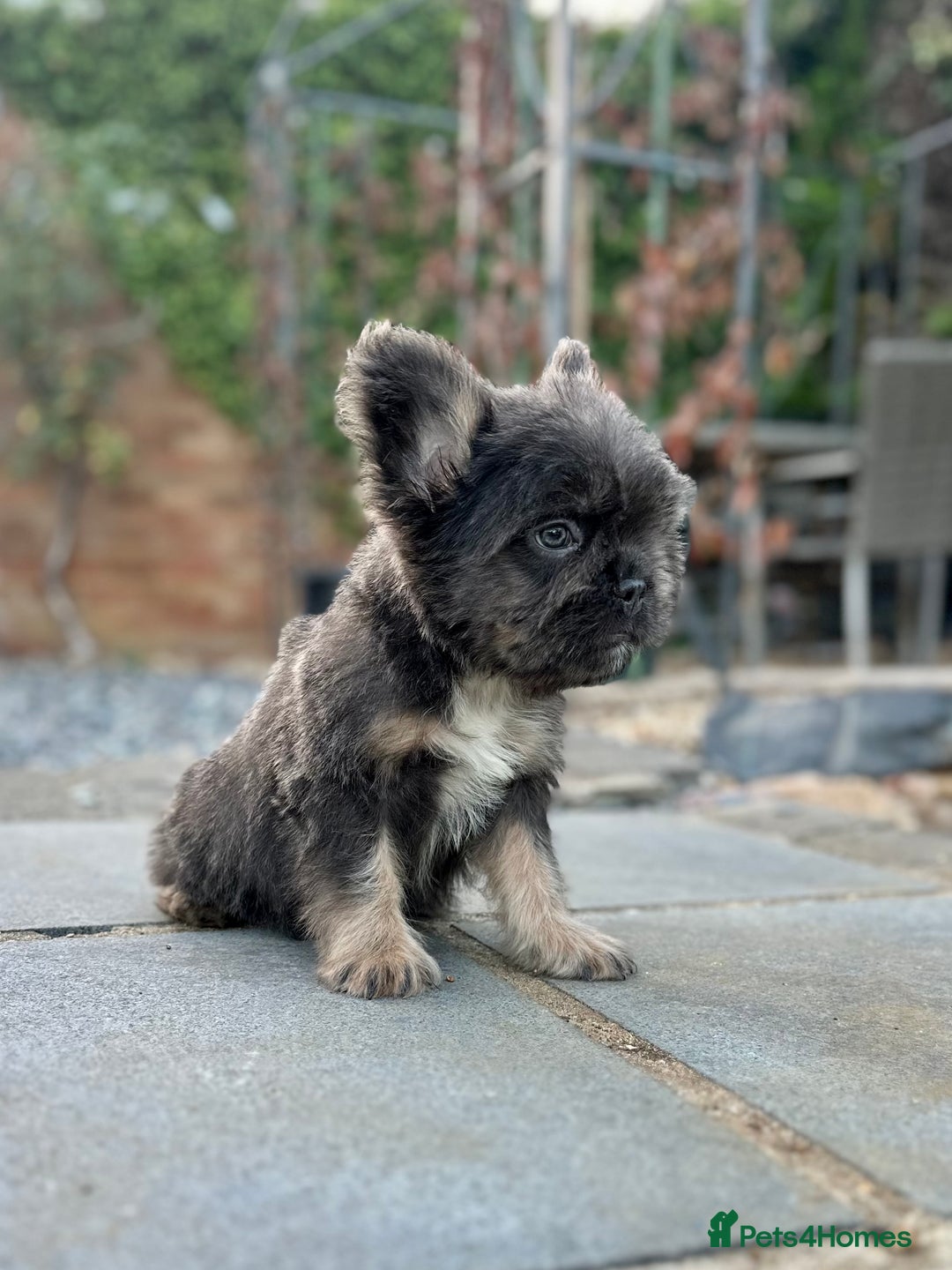 French Bulldog dogs for sale: FLOODLE Male French bulldog pup - Image 4