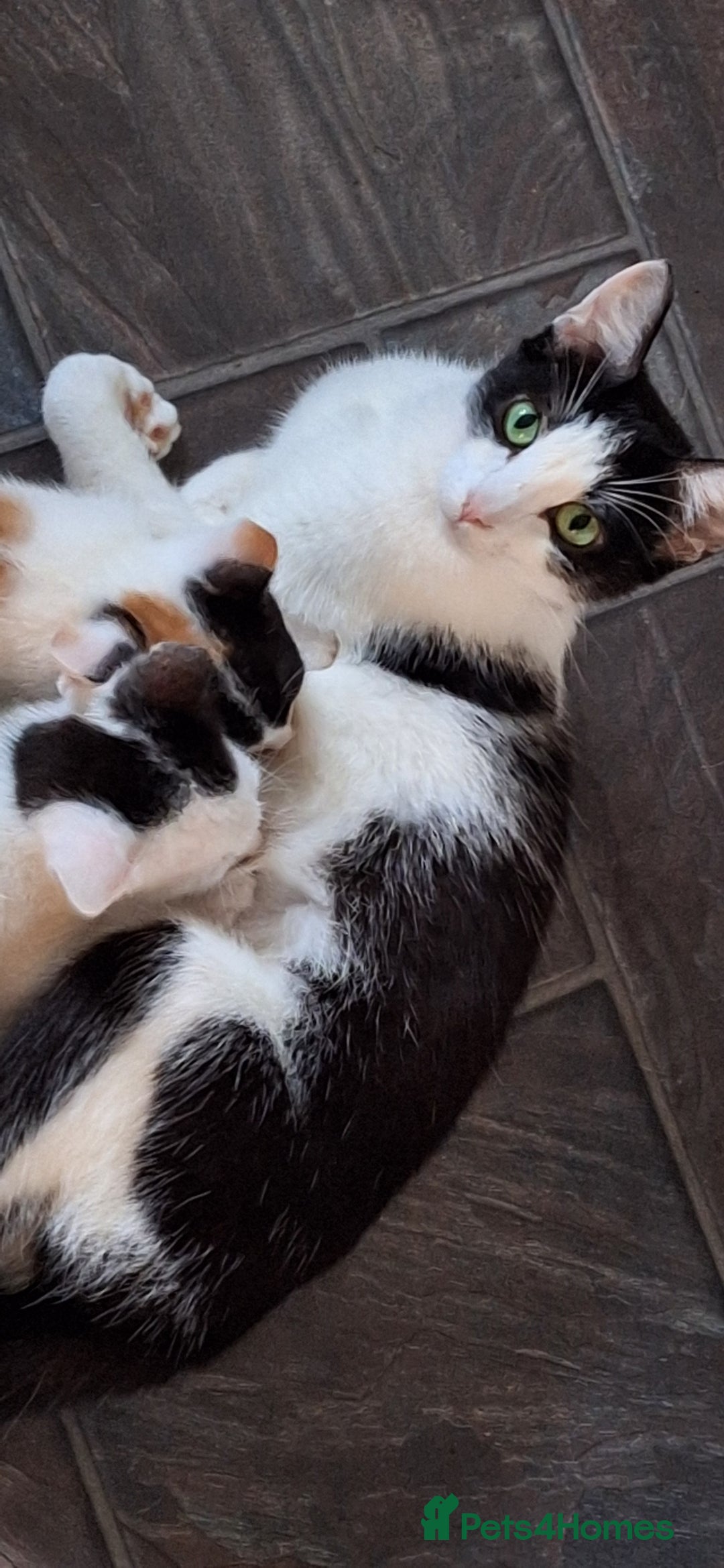 Mixed Breed cats for sale: Beautiful kittens for sale - Image 4
