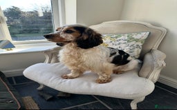 Cocker Spaniel dogs for sale: STUNNING Rizi Bizi sired Cocker puppies DNA Tested - Image 17