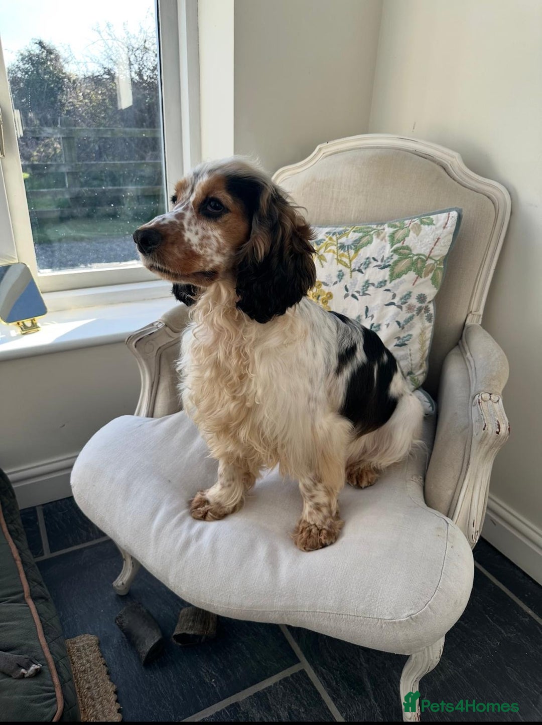 Cocker Spaniel dogs for sale: STUNNING Rizi Bizi sired Cocker puppies DNA Tested - Image 17