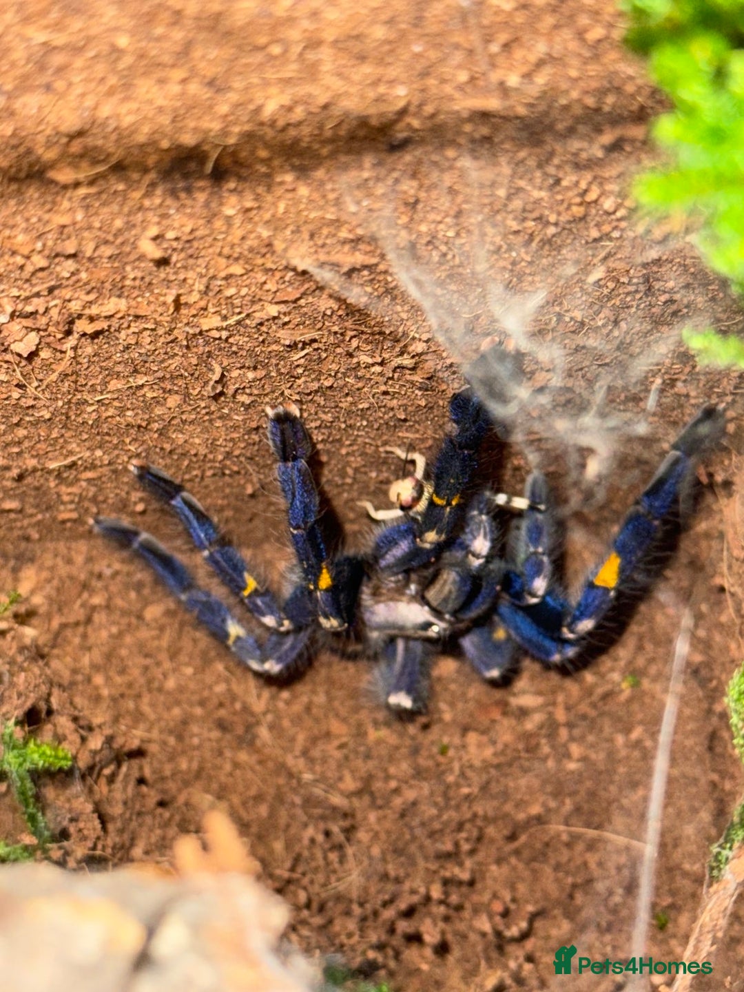 Tarantulas invertebrates for sale: Gooty Sapphire & Mexican Red Knee Tarantulas - Advert 1