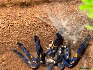 Tarantulas invertebrates Gooty Sapphire & Mexican Red Knee Tarantulas - Advert 10