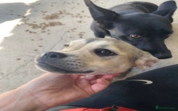 Mixed Breed dogs for adoption: Bugsy, approx 6 mnths. Available for adoption.  - Image 16