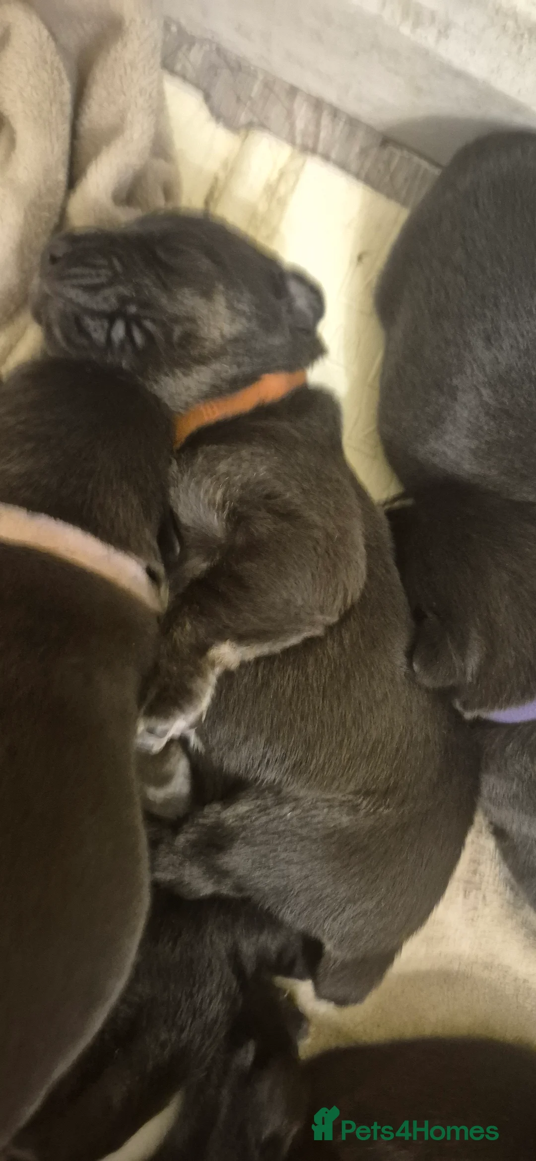 Borador dogs for sale: Lablador / border collie puppies - Advert 4