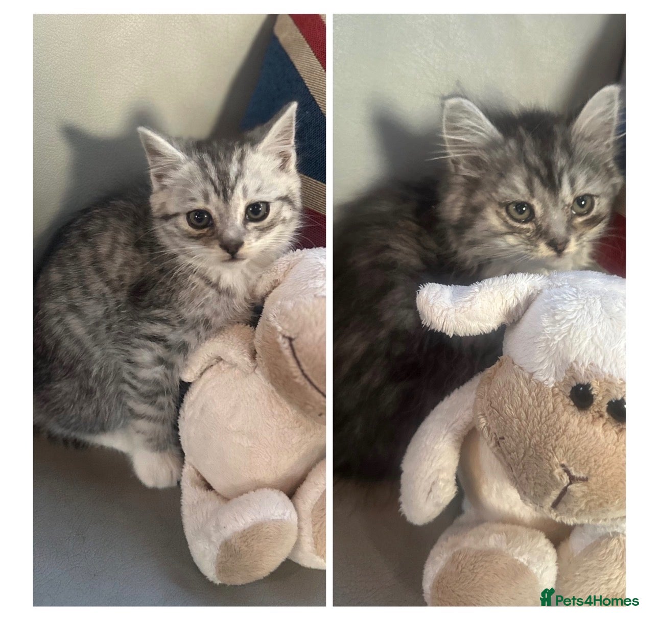 Mixed Breed cats for sale: Stunning kittens for sale  - Advert 7