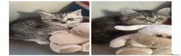 Mixed Breed cats for sale: Stunning kittens for sale  - Advert 1