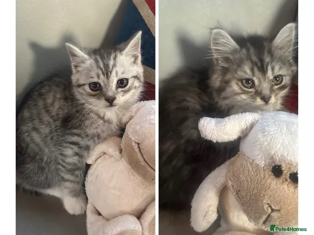 Mixed Breed cats for sale: Stunning kittens for sale - Advert 5